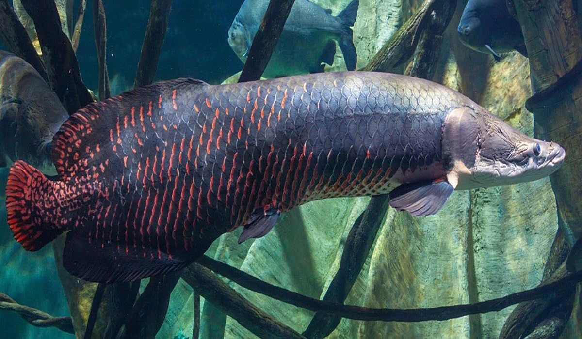 Arapaima-Fish