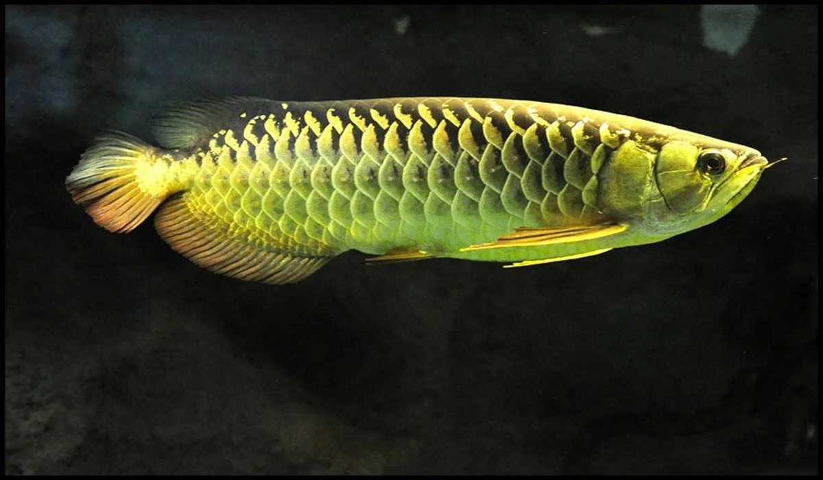 Arowana-Fish