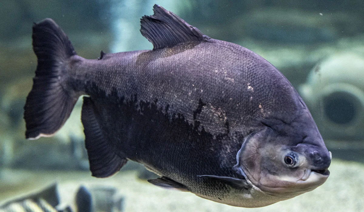 Black-Pacu-Fish