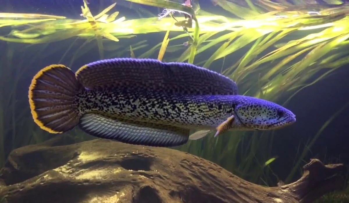 Blue-Rainbow-Snakehead-Fish