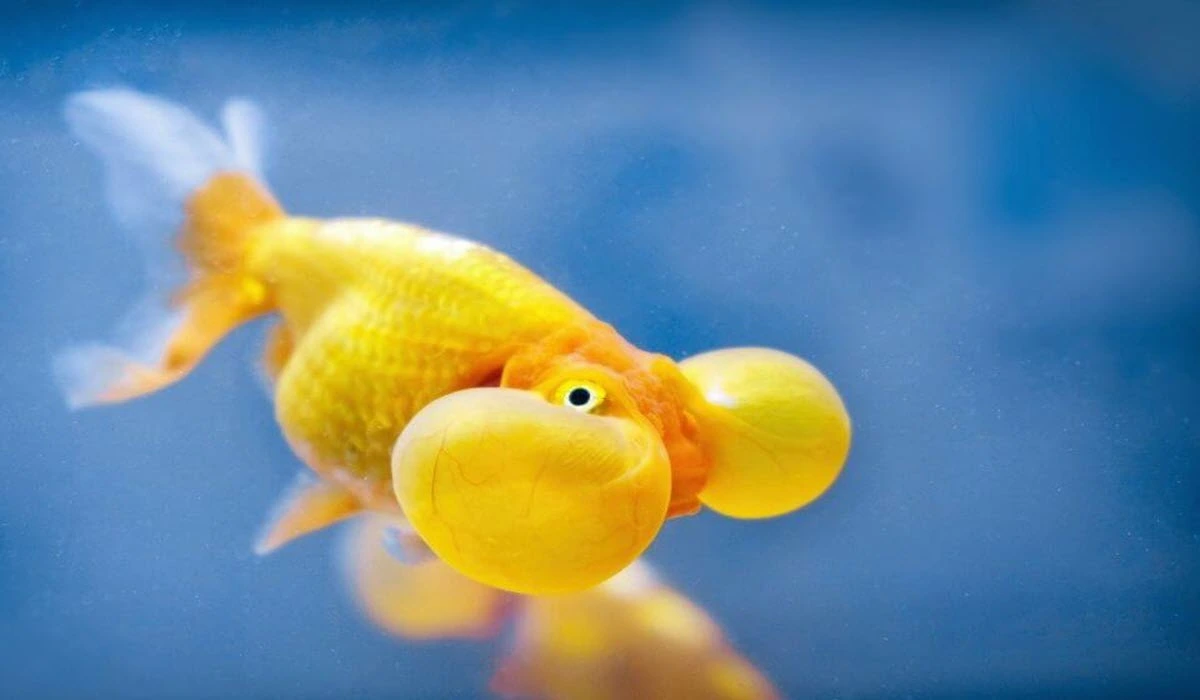 Bubble-Eye-Gold-Fish