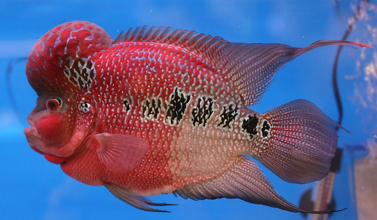 Flowerhorn-Cichlid-Fish