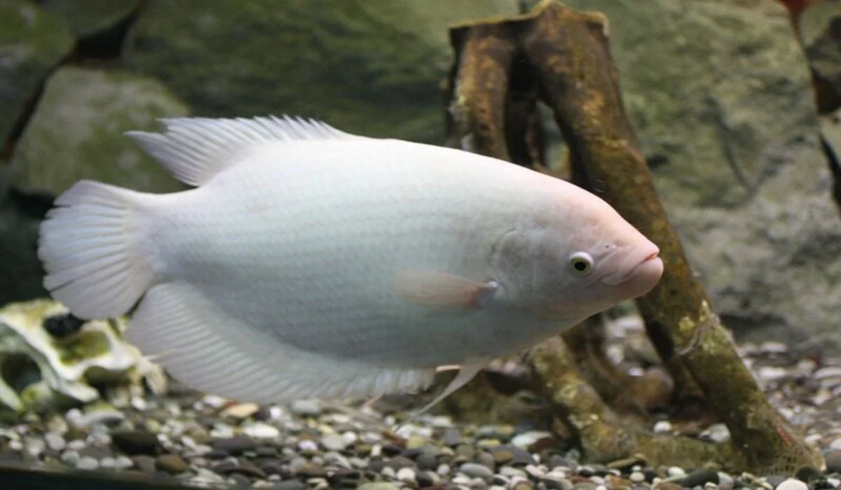 Giant-gournami-fish