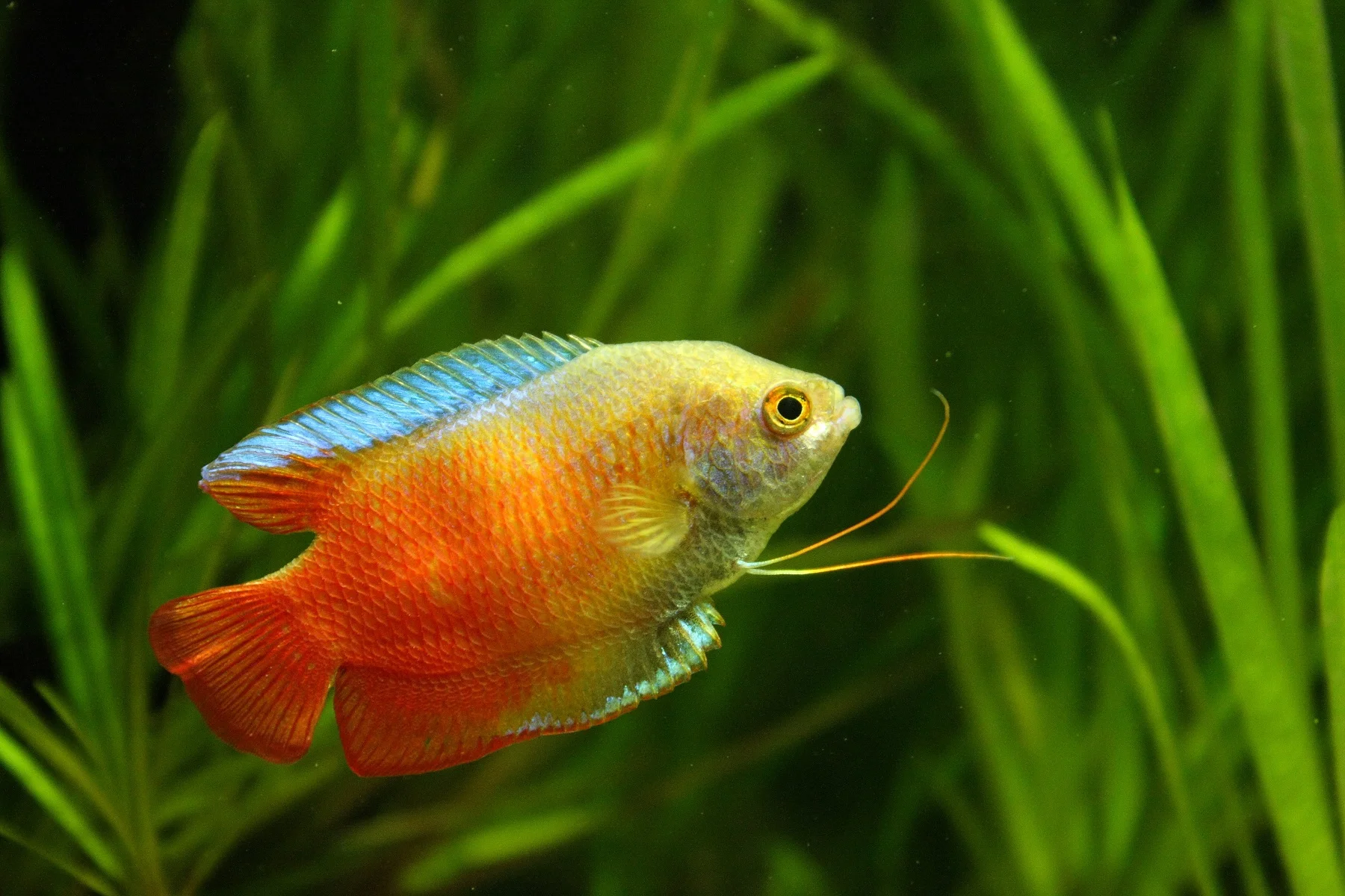 Gouramis-Fish