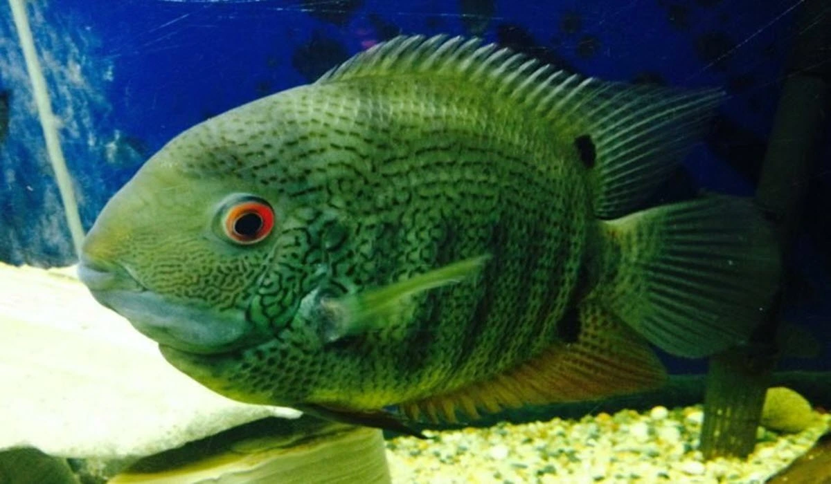Green-Severum-Fish