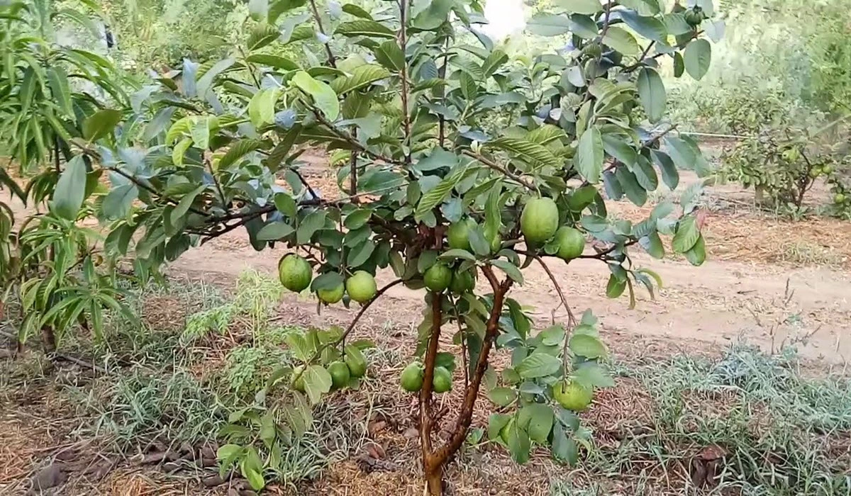 Guava-Fruit