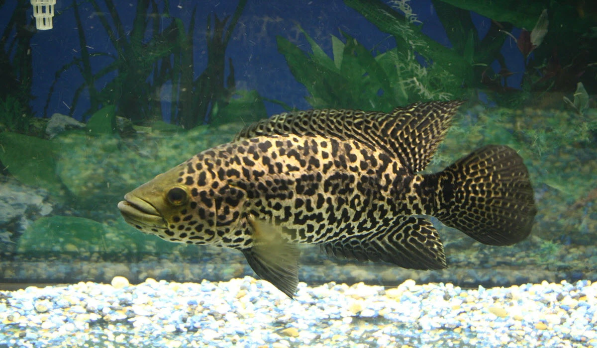 Jaguar-Cichlid-Fish