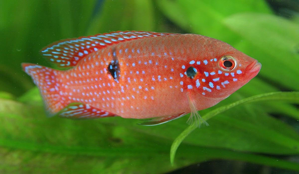 Jewel-Cichlid-Fish