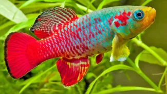 Killifish