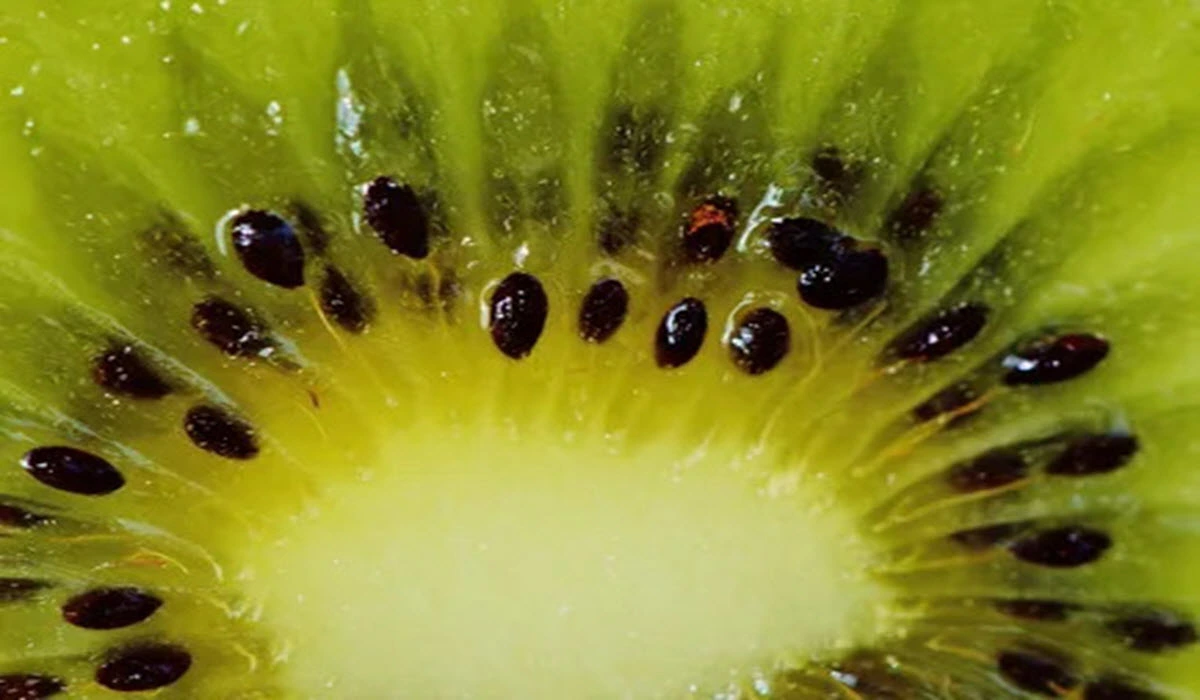 Kiwi-fruit-Seed