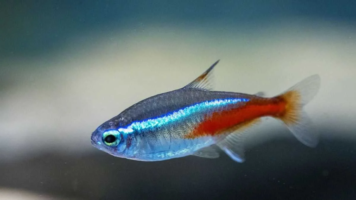 Neon-Tetra-Fish