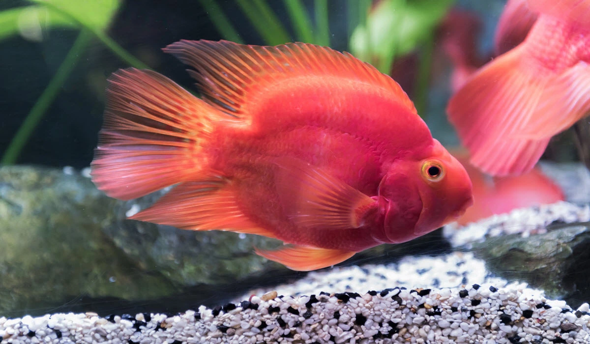 Red-Parrot-Fish