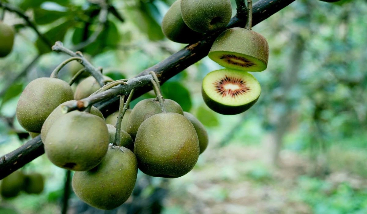 Transplanting-Kiwi-fruit