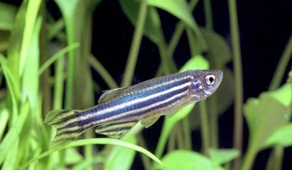 Zebra-Danio-Fish