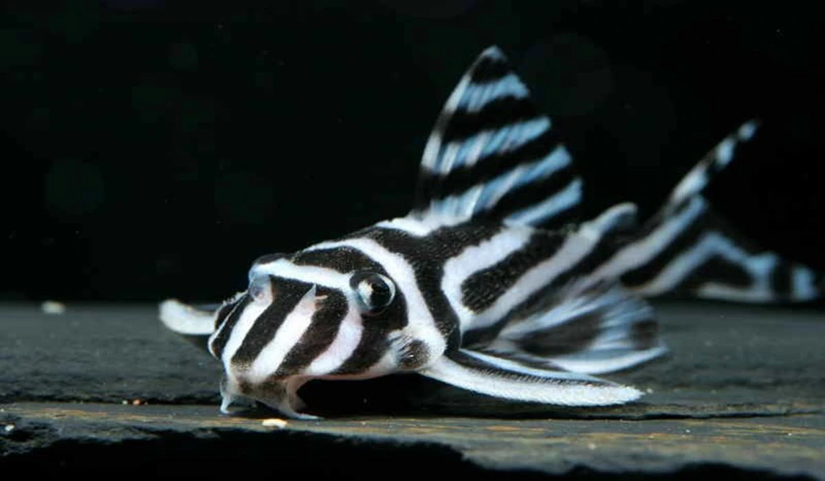 Zebra-Plecos-Fish