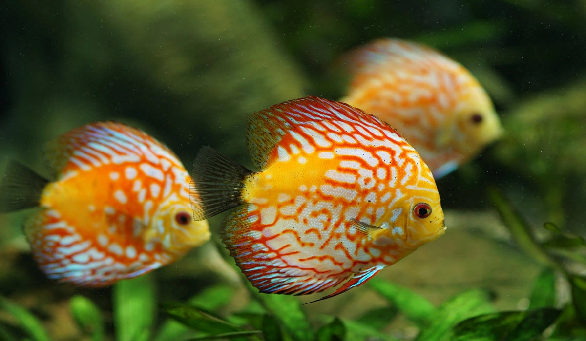discus-fish