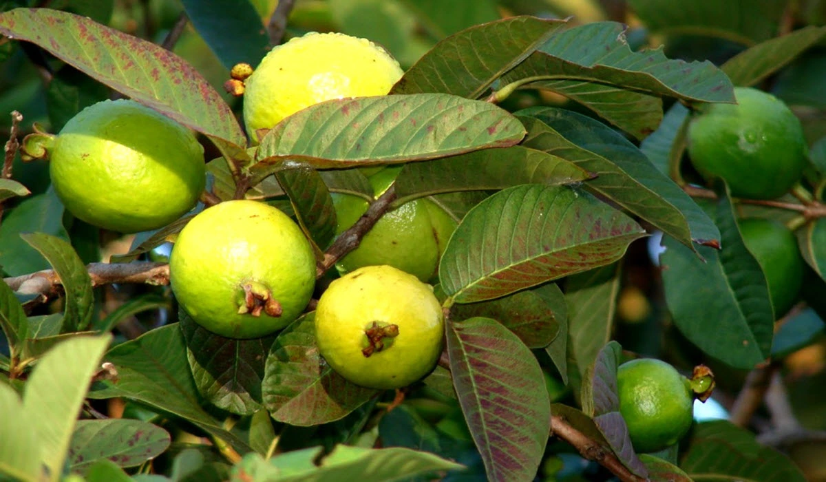 grow-guava-tree-1