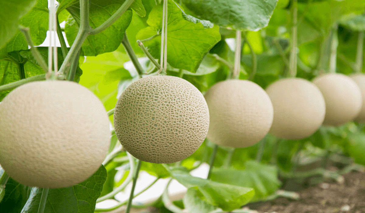 grow-musk-melon