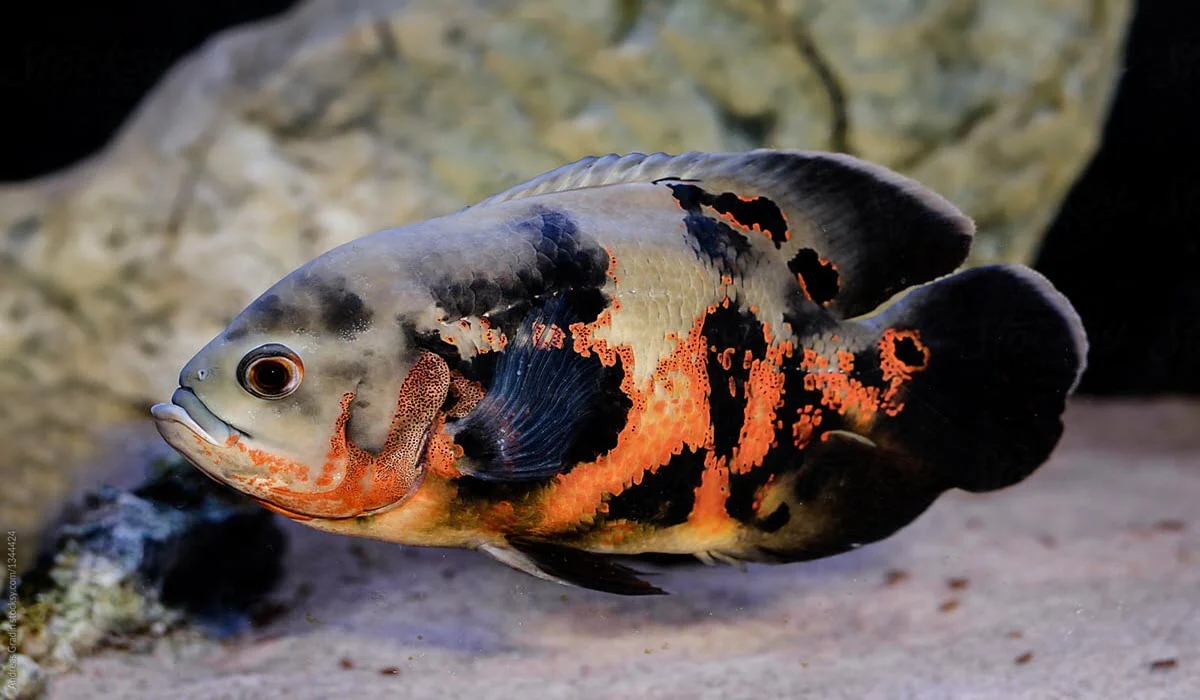 oscar-fish