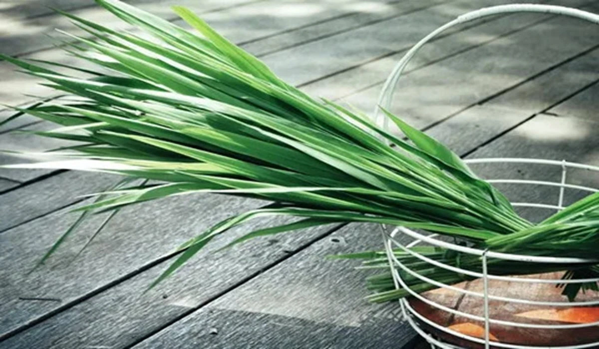 grow vetiver plant