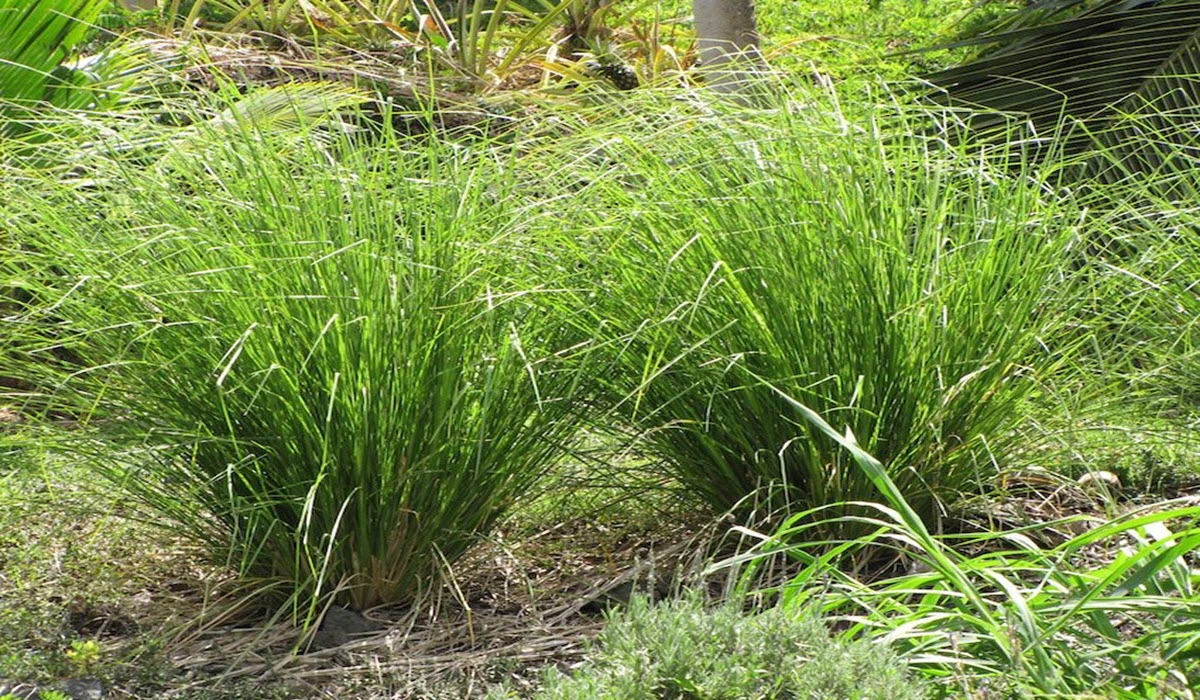 grow vetiver plant