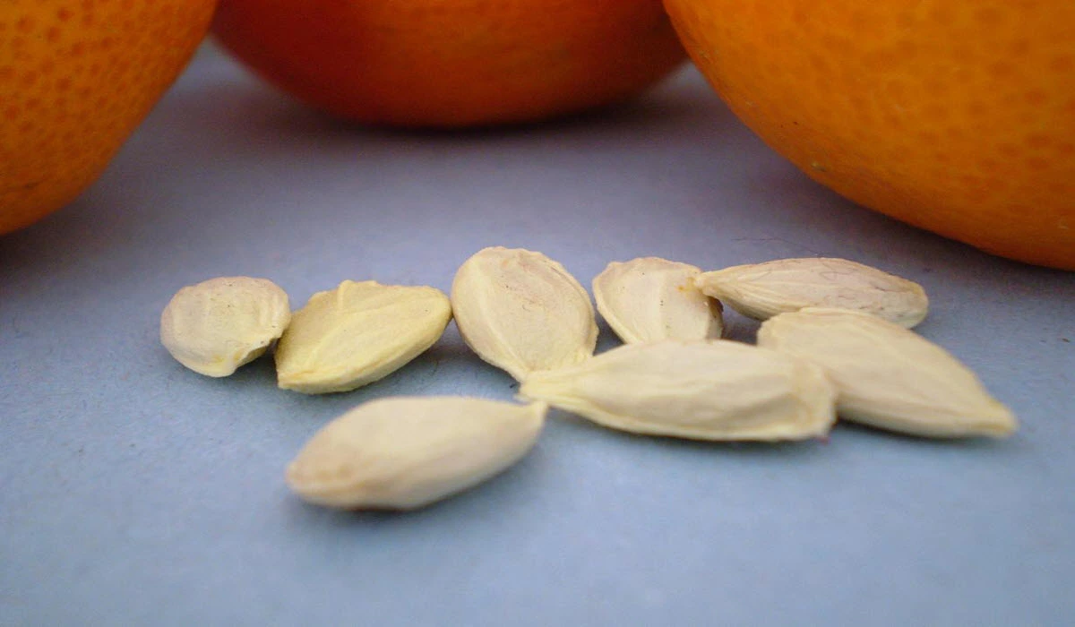 Orange seeds