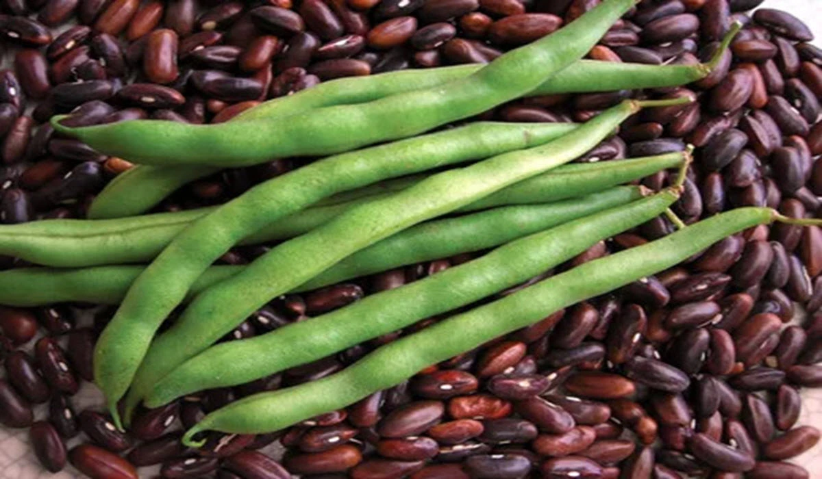 beans-seed