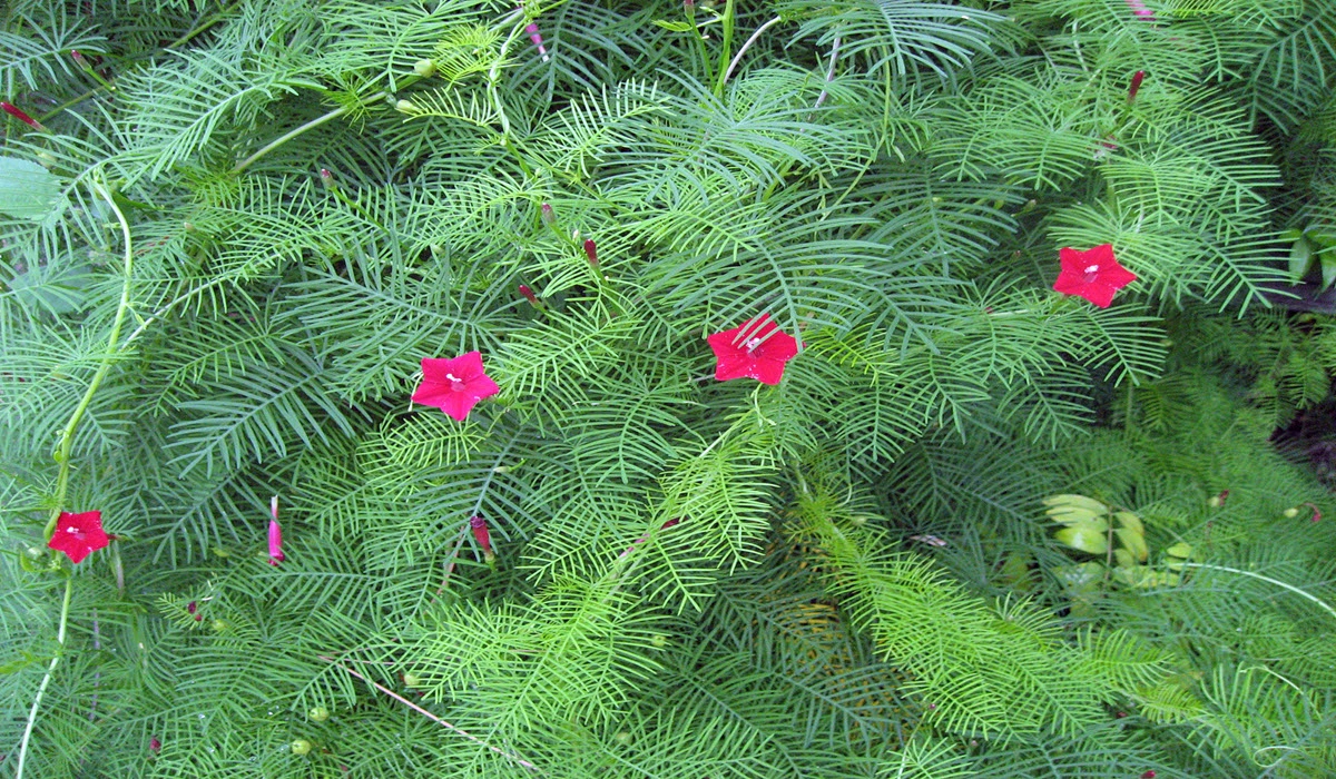 cypress flower