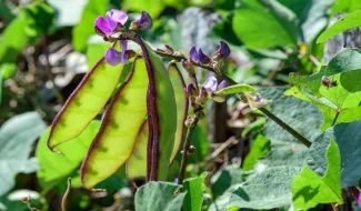 grow-broad-beans