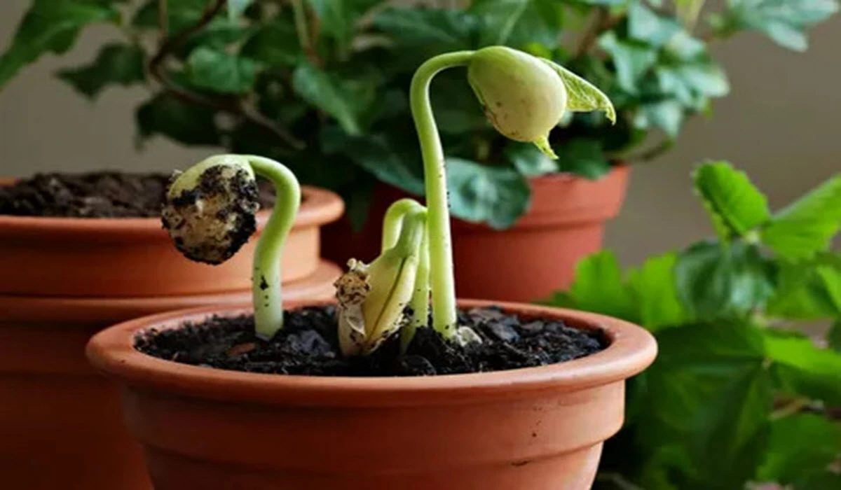 grow-bush-beans-1.