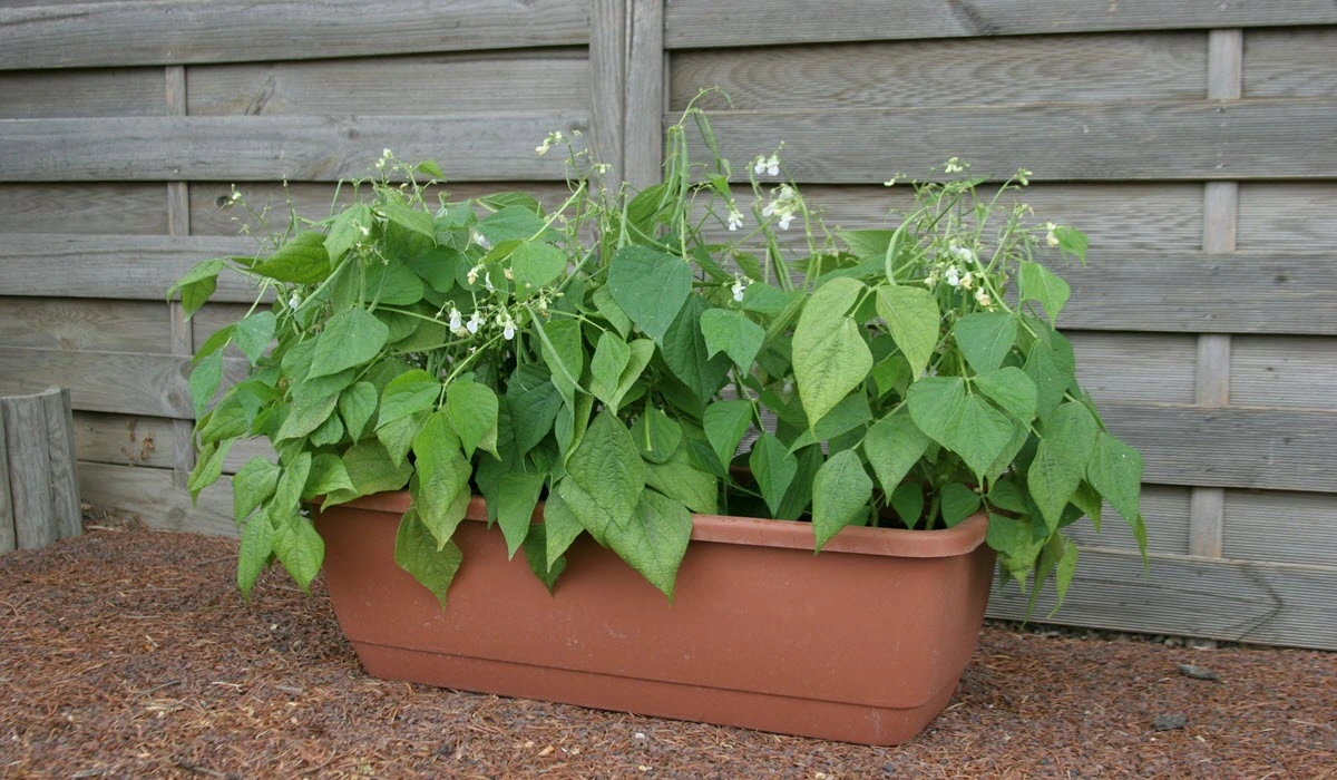 grow-bush-beans