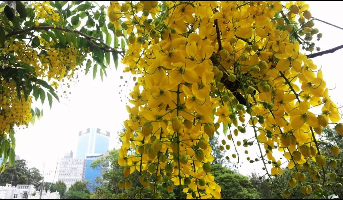 grow golden shower flower tree
