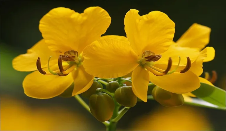 grow golden shower flower tree
