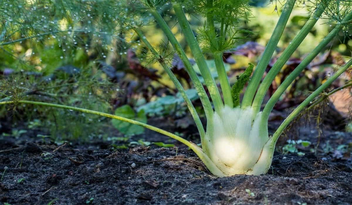 grow-fennel-plant