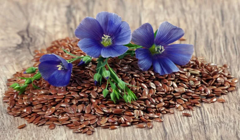 grow flax seed