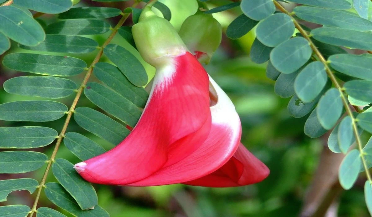 grow hummingbird tree