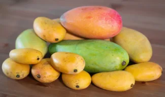 grow mango tree