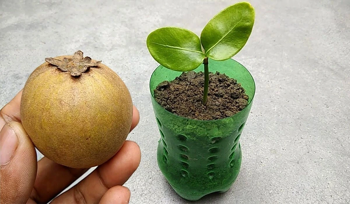 grow-sapodilla-tree