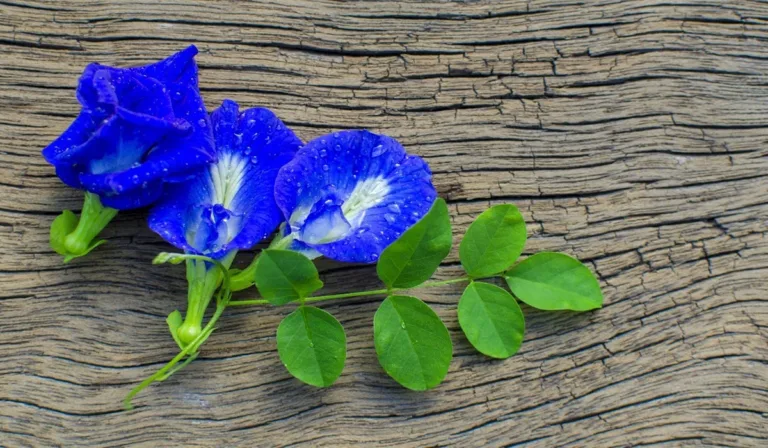 Grow Butterfly Pea