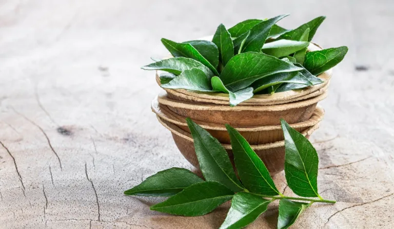 Grow Curry Leaves Plant
