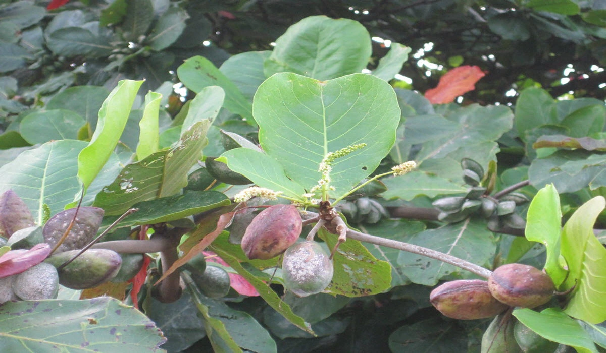 Grow Indian Almond Tree