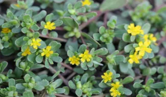 Grow Purslane