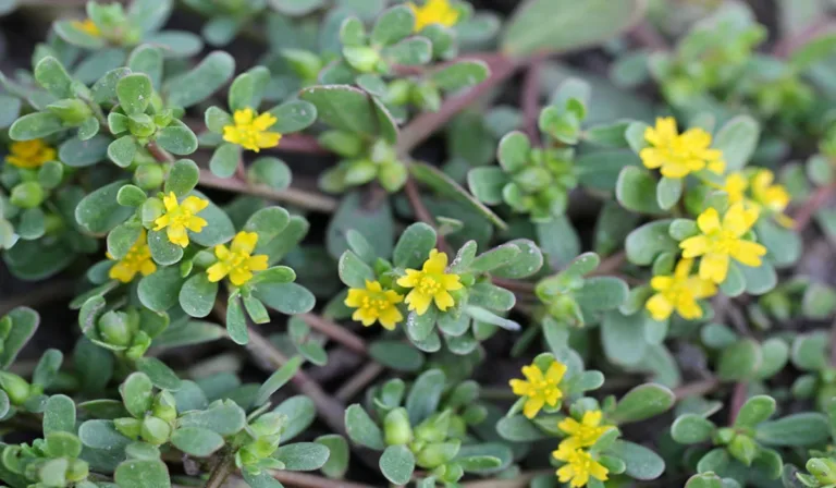 Grow Purslane