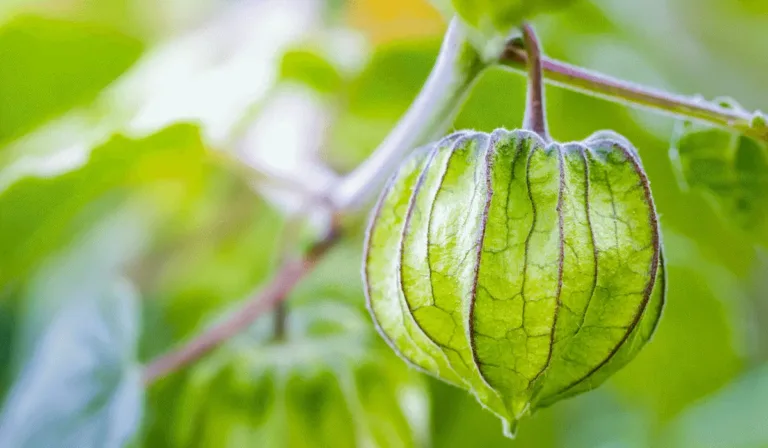 cape gooseberry
