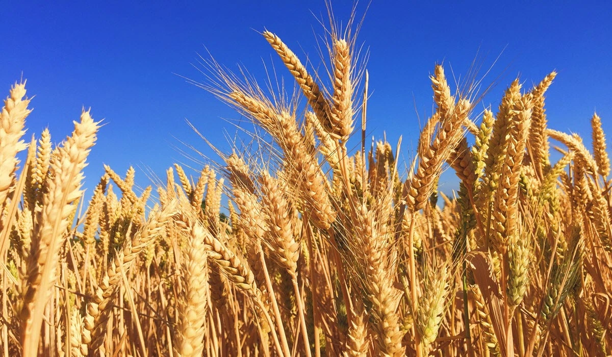 wheat benefits